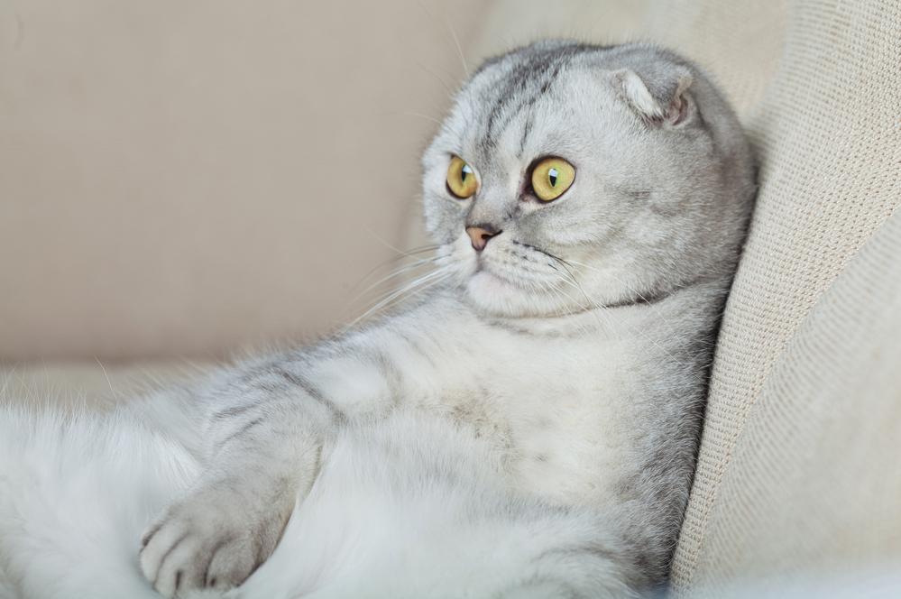 What are the smartest and dumbest cat breeds?