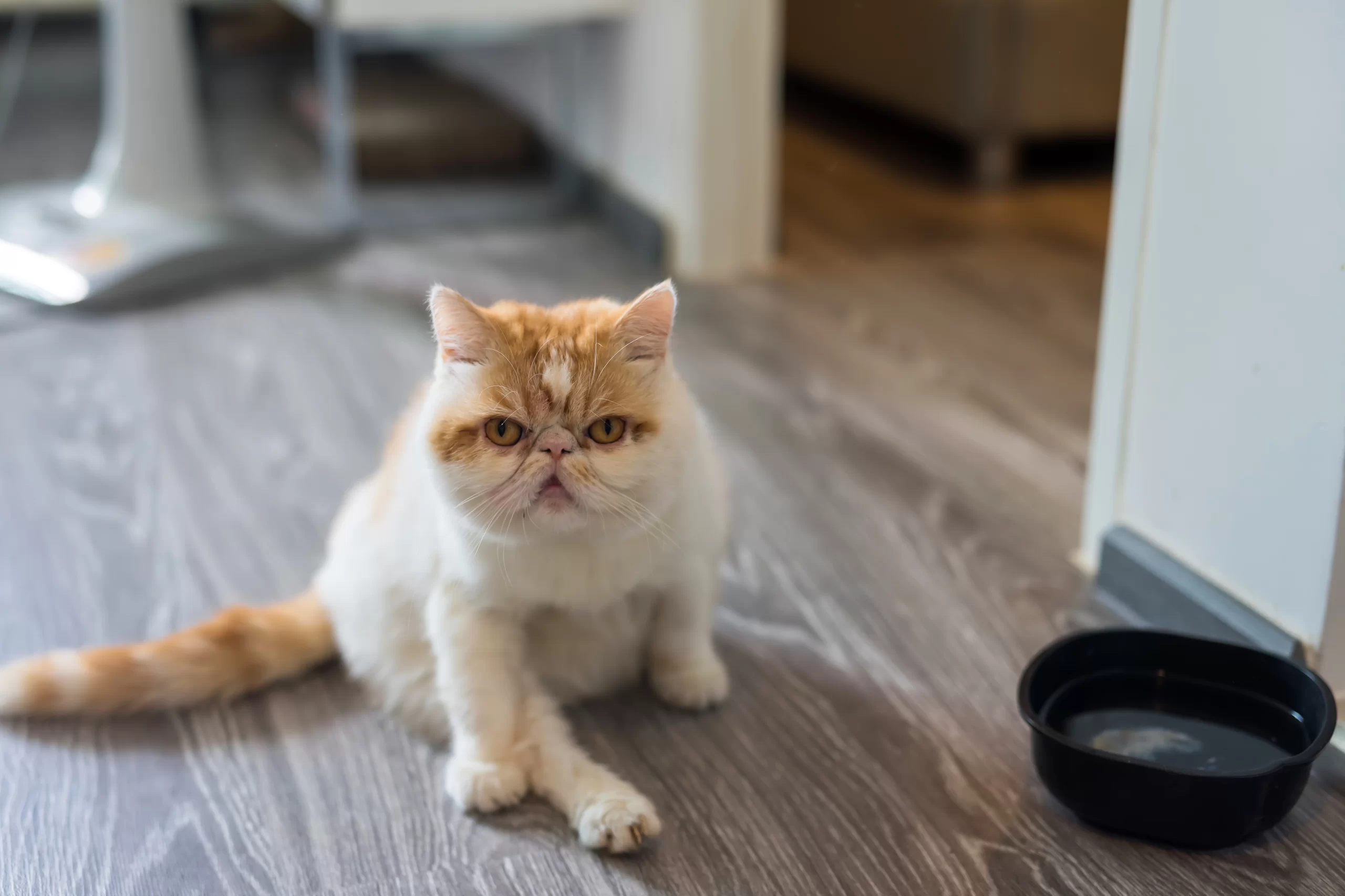 What are the smartest and dumbest cat breeds?